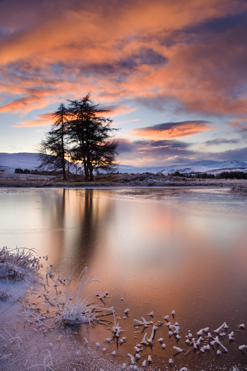 Larch trees silhouetted at sunset, Loch Tulla, Argyll, Scotland. November